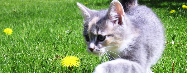 Flytta med katt